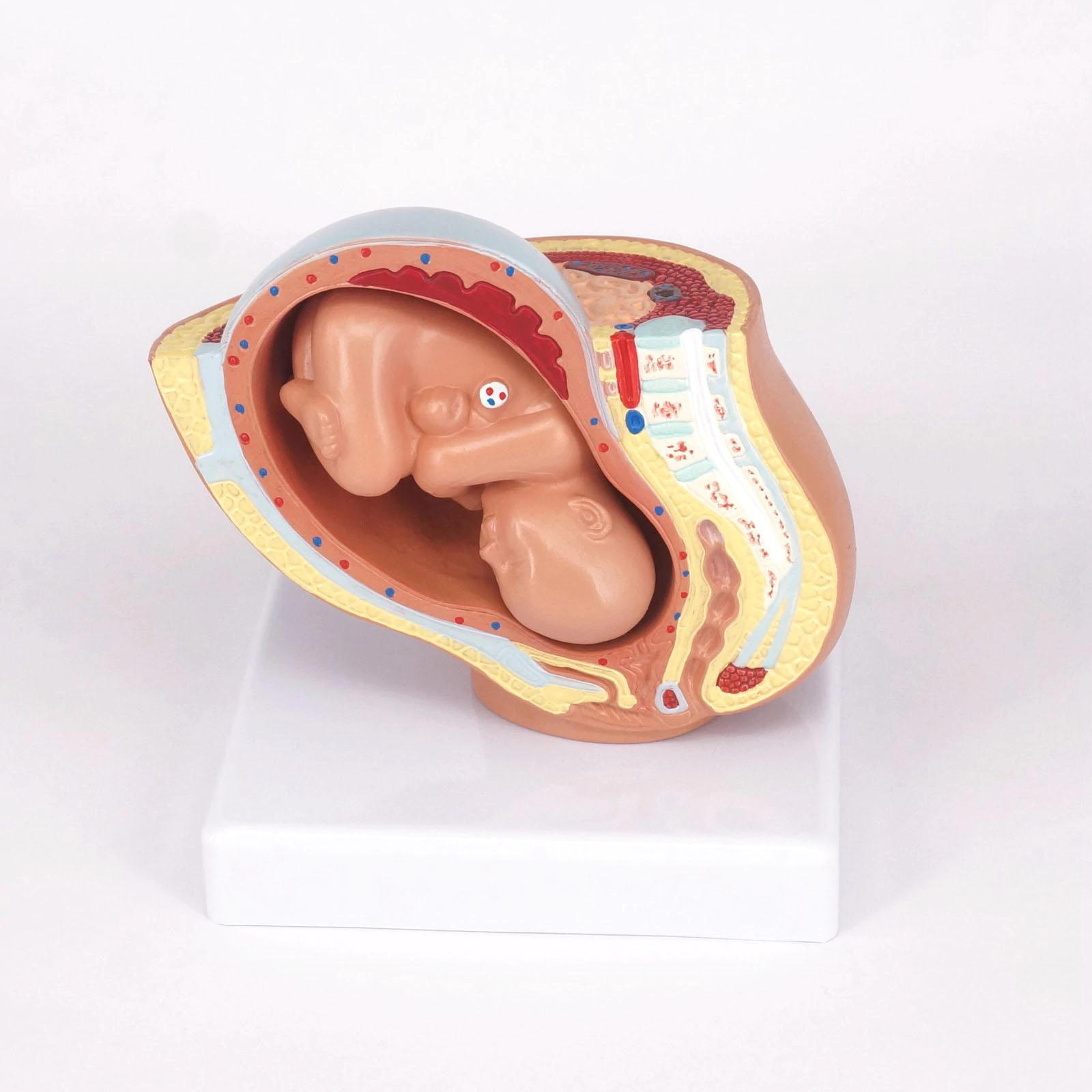Human Female Pregnant Pelvis Section with Fetus